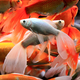 Illustration for article titled Reasons of Over/Under Feeding the Fish – Know How Much and How Often To Feed Them